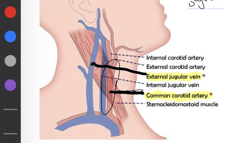 <p>External jugular : vein</p><p>Common carotid : artery</p>