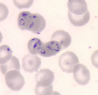 <p>Genus</p>