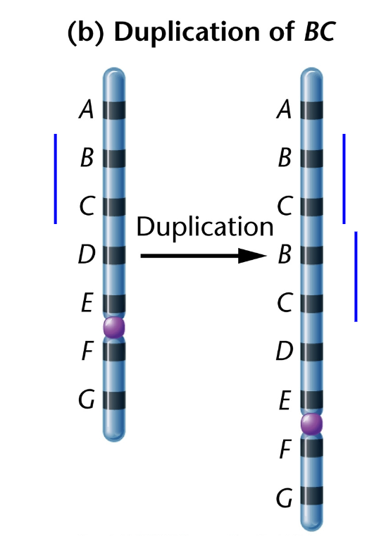 <p>Description: Duplicated genetic material. </p><ul><li><p>Duplications arise as the result of unequal crossing over during meiosis or through a replication error (re-replication) during S-phase (this tends to be smaller in scale). </p></li></ul><p>Consequences of gene duplications </p><ul><li><p>May be deleterious, neutral or advantageous </p><ul><li><p>Can’t predict; depends on the extent of the duplication </p></li><li><p>Copy number variants may play crucial roles in human traits and disease </p></li></ul></li><li><p>Provides increased gene dosage relative to other genes (e.g., duplications led to the increase in rRNA genes) </p></li><li><p>A second copy of gene is free to undergo modification to acquire new functions (e.g., rhodopsin genes, globin gene amplification; steroid hormone receptor gene amplification). </p></li></ul><p>Detected as loops during synapsis in meiosis</p><p></p>