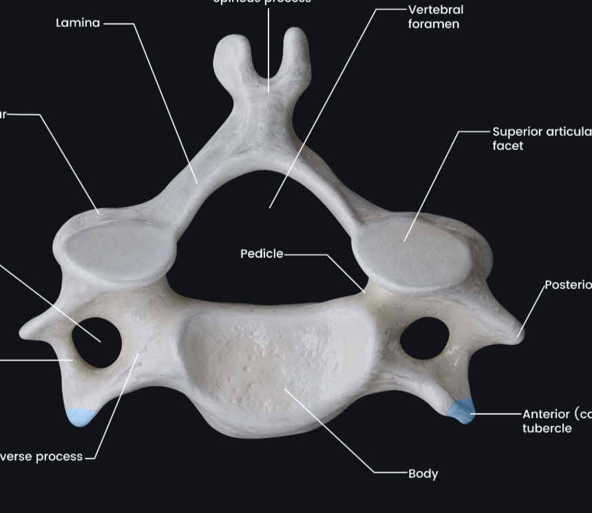 <p>What vertebrae is this </p>