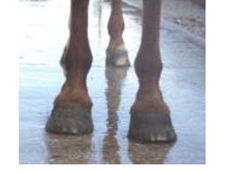 <p>What toe conformation is common in a mild form and may accompany carpal vaglus in foals, which usually resolves? They will wing-in, which may interfere with the opposite forelimb if the horse is also base-narrow.</p>