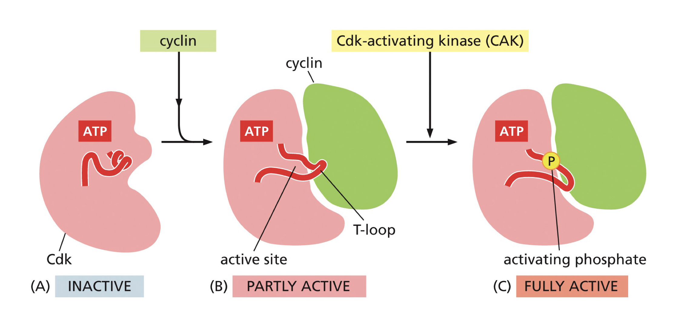 <p>CAK phosphorylates the T-loop (an alpha helix) thereby unwinding the T-loop and allowing binding between the 2. </p><p>CAK of poep begins,<br><br>No</p>