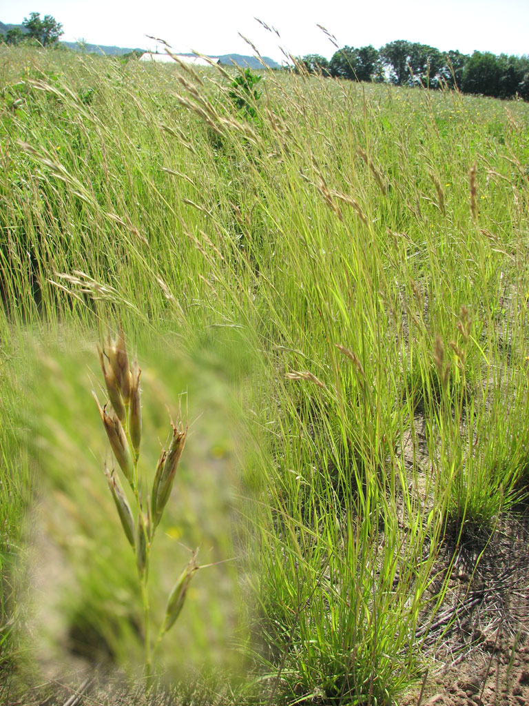 <p>OG succession, old leaves curl at bottom</p>