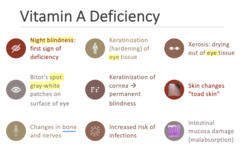 <p>Vitamin A</p>