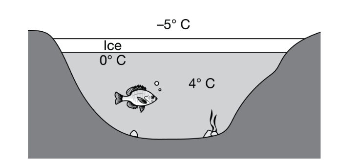 <p>As shown in the diagram, when environmental temperatures drop below freezing, a layer of ice typically forms on the surface of bodies of freshwater such as lakes and rivers.</p><p class="stem_paragraph">Which of the following best describes how the structure of ice benefits the organisms that live in the water below?</p><p>A) The water molecules in ice are closer together than those in liquid water, so the ice prevents the passage of air to the water, maintaining a constant gas mixture in the water.</p><p>B) The water molecules in ice are closer together than those in liquid water, so the ice forms a barrier that protects the organisms in the water from the freezing air temperatures.</p><p>C) The water molecules in ice are farther apart than those in liquid water, so the ice floats, maintaining the warmer, denser water at the lake bottom.</p><p>D) The water molecules in ice are farther apart than those in liquid water, so the ice floats, preventing the escape of gases from the liquid water.</p>