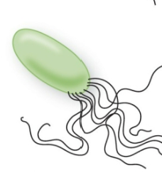 <p>Identify this flagellar arrangement</p>