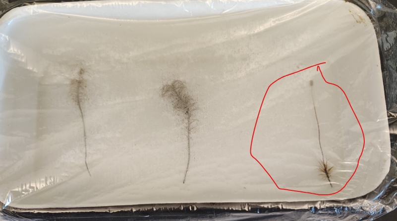 <p>Phylum Bryophyta</p><ol><li><p> or gametophyte</p></li></ol><p></p>