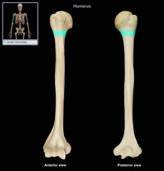 <p>Identify the structure</p>