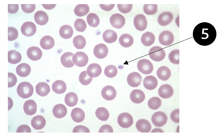 <p>Identify the cells in this image</p>