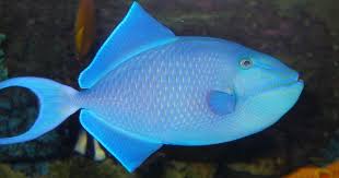 <p>Odonus Niger</p>