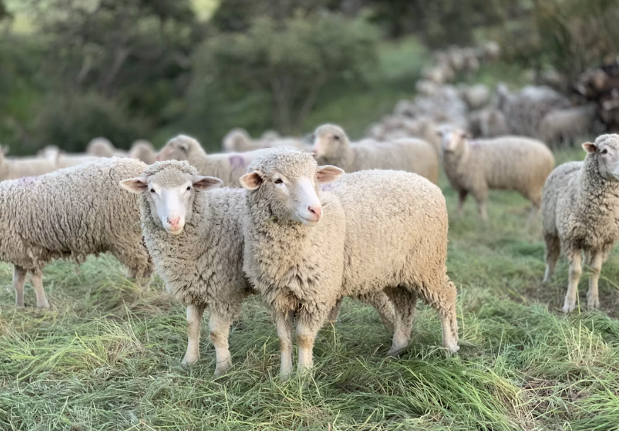 Sheep