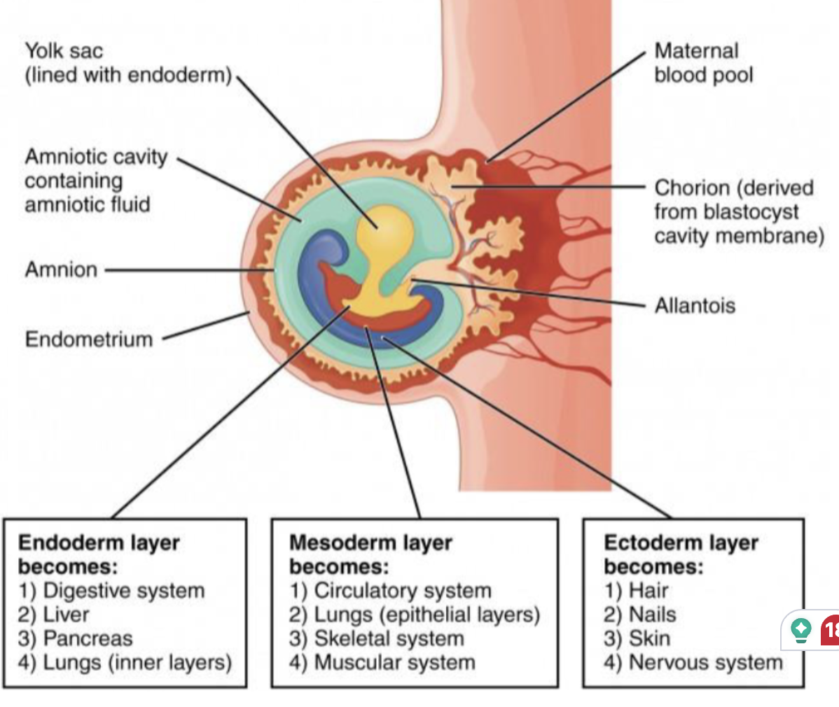 <ul><li><p><span style="background-color: transparent;">By the end of the 2nd week, the inner cell mass changes from one thick layer to three layers with a different developmental destiny</span></p></li></ul><ul><li><p><span style="background-color: transparent;">After the 3 layer structure has developed, a U-shaped groove forms down the center of the top layer. Zips up from the middle. The top will become the brain and the rest will become the spinal cord</span></p></li></ul><p></p>