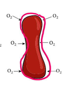<p>called: Biconcave</p><p>has a large surface area compared to volume</p><p>more efficient discussion</p><p>It is not round b/c then it would have a smaller surface area and be less efficient.</p>