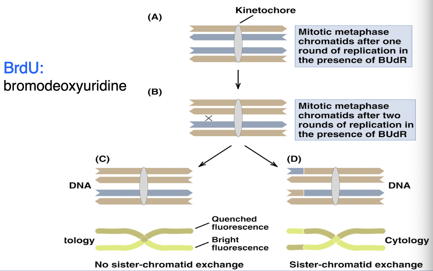 <p>BRdU detects sister chromatid exchange during DNA replication</p><p>one round of replication: each chromatid has one old strand (normal DNA) and one new strand (contains BRdU)</p><p>two rounds of replication: one chromatid is fully contains BRdU and other has one strand of each</p><p>BRdU can visually detect recombination events:</p><ul><li><p>uniform staining = no exchange</p></li><li><p>patchy staining = sister chromatid exchange occurred</p></li></ul><p></p>