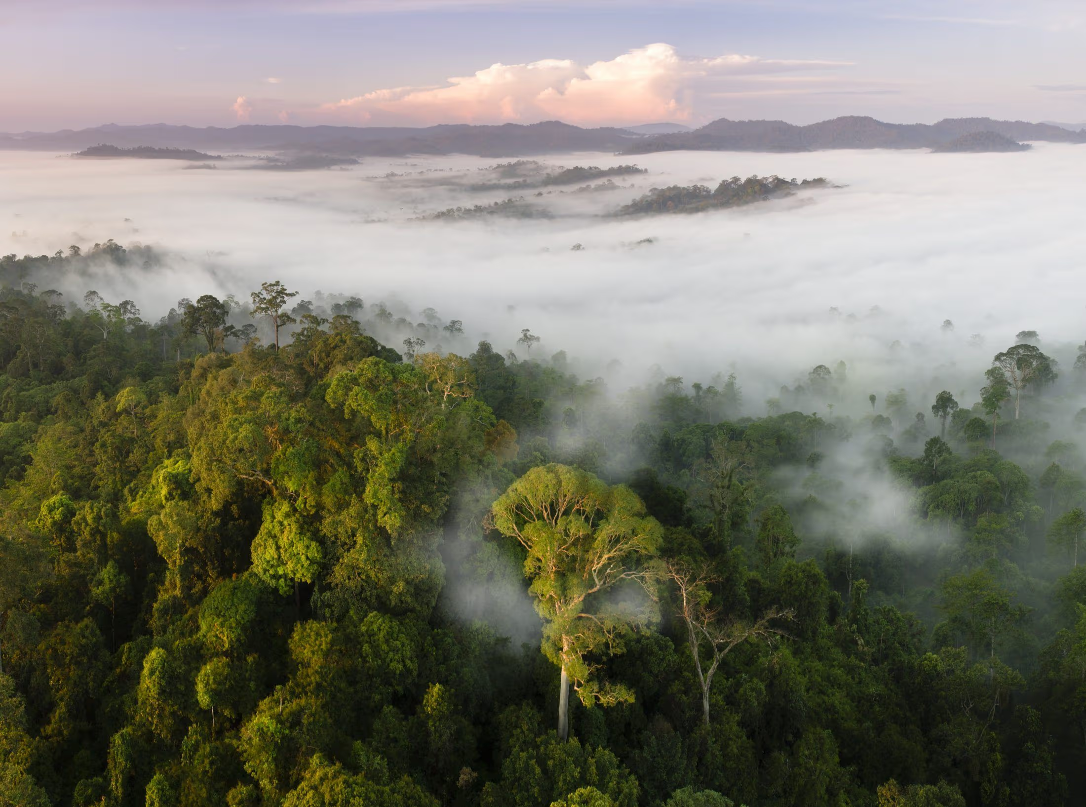 <ul><li><p><span style="background-color: transparent; font-family: "Helvetica Neue", sans-serif;">Trees from the Dipterocarpacae family used to dominate large areas of rainforest in Southeast Asia&nbsp;</span><br></p></li></ul><p><span style="background-color: transparent; font-family: "Helvetica Neue", sans-serif;">Causes of loss:</span></p><ol><li><p><span style="background-color: transparent; font-family: "Helvetica Neue", sans-serif;"><strong>Logging - </strong>Trees chopped for timber extraction</span></p></li><li><p><span style="background-color: transparent; font-family: "Helvetica Neue", sans-serif;"><strong>Agricultural expansion - </strong>Nutrient-rich soils cleared for oil palm plantation</span></p></li></ol><p></p><p><span style="background-color: transparent; font-family: "Helvetica Neue", sans-serif;">Consequences of loss:</span></p><ol><li><p><span style="background-color: transparent; font-family: "Helvetica Neue", sans-serif;"><strong>Biodiversity loss -</strong> Deprives habitats of endangered species&nbsp;</span></p></li><li><p><span style="background-color: transparent; font-family: "Helvetica Neue", sans-serif;"><strong>Carbon emissions - </strong>Following land conversion, peatland decomposition released stored carbon, intensifying climate change</span></p></li><li><p><span style="background-color: transparent; font-family: "Helvetica Neue", sans-serif;"><strong>Flooding &amp; erosion - </strong>Forest loss destabilises soil &amp; alters water cycles, increasing flood risk</span></p></li></ol><p></p>