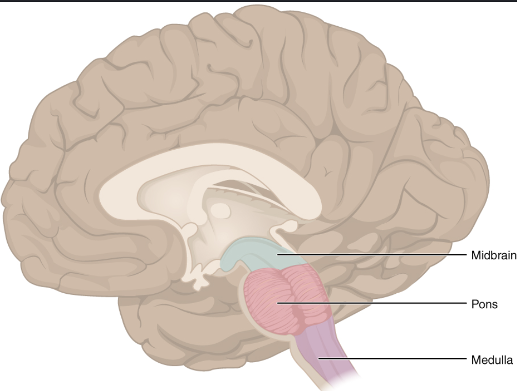 <ul><li><p><strong>helps coordinate movements + control sleep</strong></p><ul><li><p>just above the medulla</p></li><li><p>the largest part of brainstem</p></li></ul></li></ul><p></p>