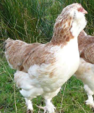 <p>welk type kip is dit</p>