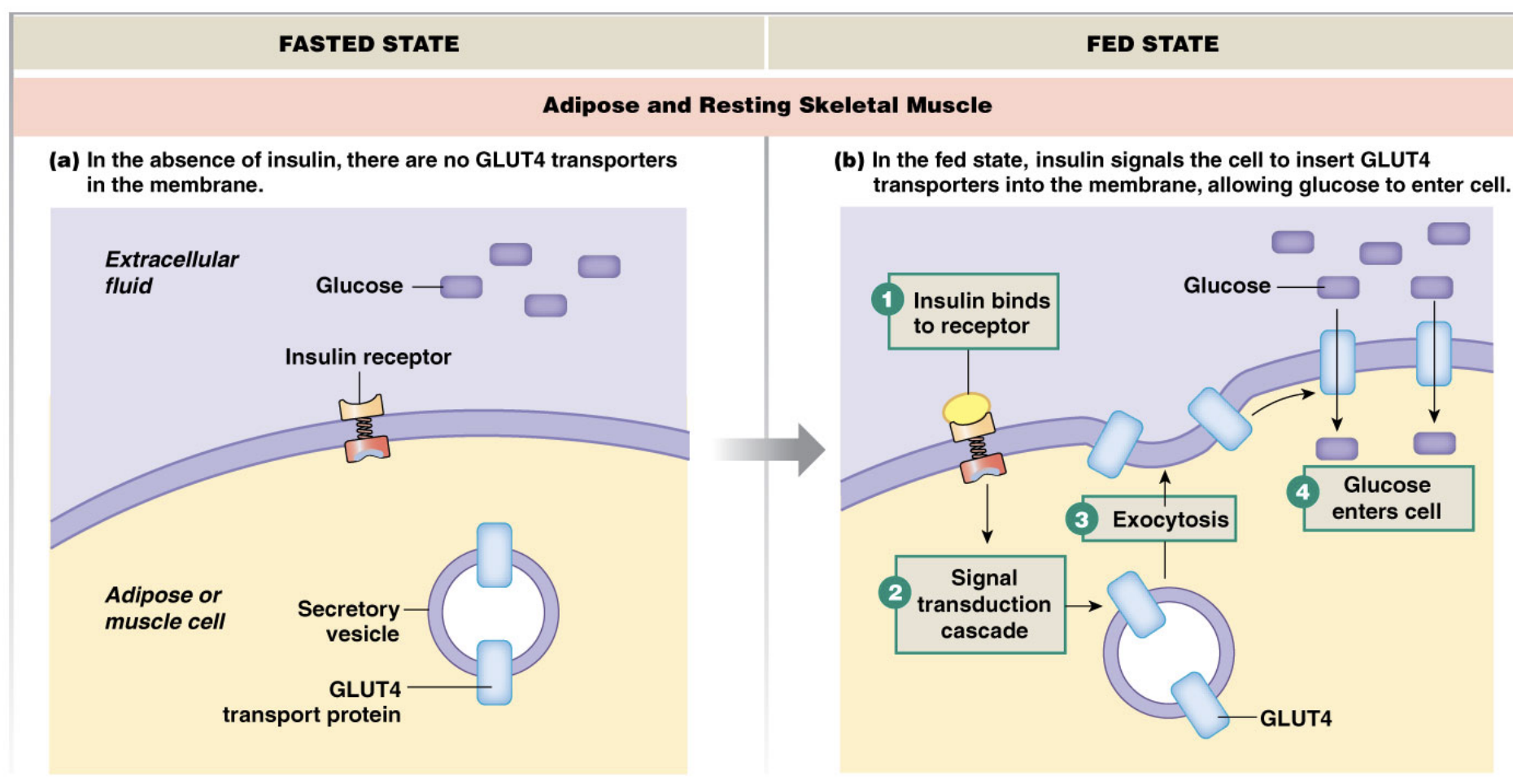 <p>2 cellular responses:</p><ol><li><p>Increase in glucose uptake by cells</p></li><li><p>Increase in cellular metabolism</p></li></ol><p>GLUCOSE UPTAKE <strong>INTO </strong>CELLS</p>