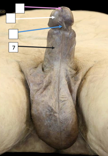 <p>Identify</p><p>Side Question:</p><p>Sensory innervation of the skin of this structure?</p><p>Innervation of the skin over the anterior part of the penis? Specific branch.</p>