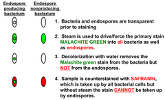 <p>Smear bacteria on plate</p><p>Air dry</p><p>Heat fix</p><p>1st stain</p><p>Mordant (heat 8 mins)</p><p>Decolorizer (Water, weak)</p><p>2nd stain</p>