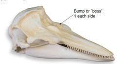 <p>Theria, Eutheria, Laurasiatheria, Euungulata, Artiodactyla/Cetartiodactyla, Whippomorpha, Cetacea, Odontoceti, Phocoenidae</p><p>[pay attention to spelling as it is close to the spelling of Phocidae, true seals]</p><p>*-premaxilla with boss or swelling anterior to nasal opening</p><p>*-teeth usually spade-like</p><p>*-dorsal fin usually present: triangular</p><p>>Laurasia</p><p>>North America, South America, Asia, Europe, Africa, and Antarctica</p><p>-No Australia</p>