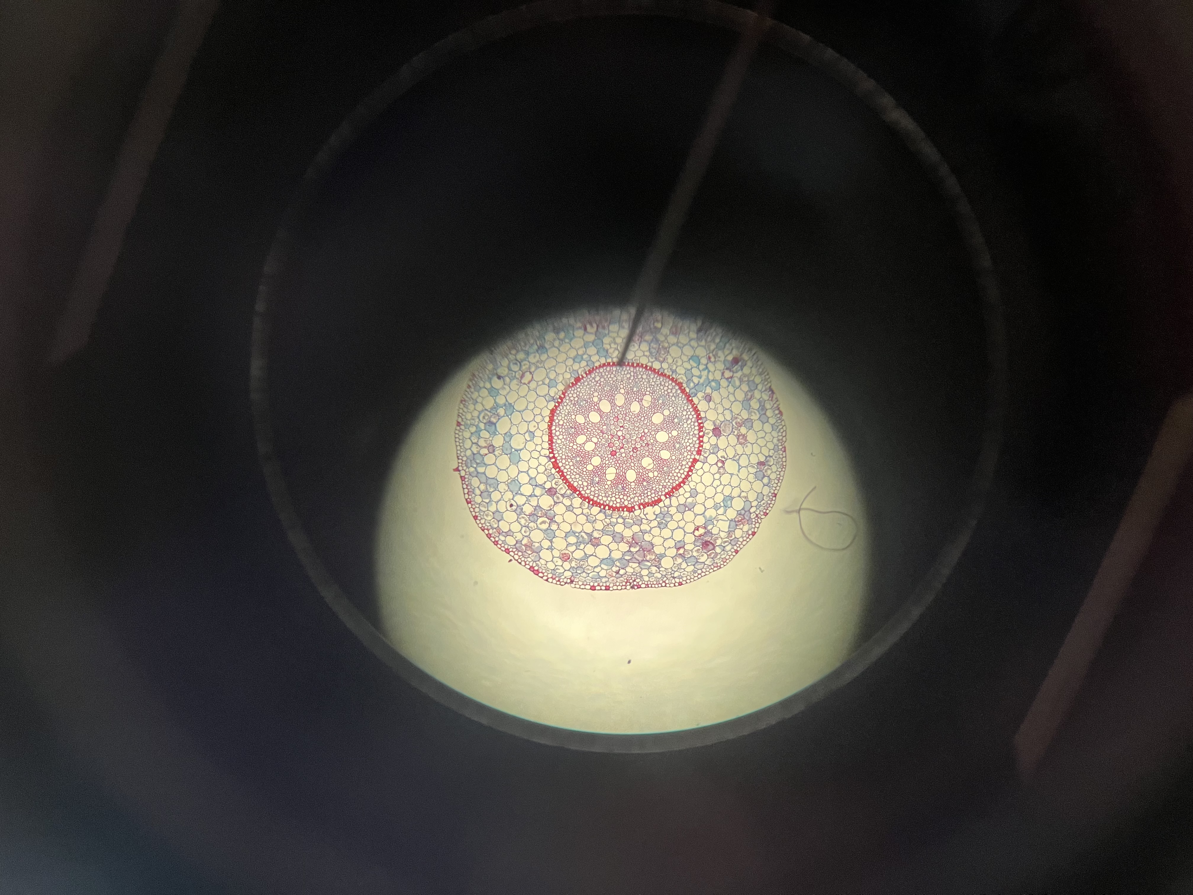 <p>name the specimen</p>