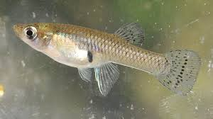 <p><strong>Mosquitofish</strong></p><ul><li><p><em>ID:</em> Livebearers</p></li><li><p><em>Ecology:</em> Shallow warm waters</p></li><li><p><em>Uses:</em> <strong>Mosquito control (biological pest control)</strong></p></li></ul><p></p>