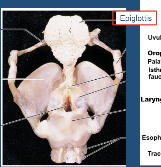 <p>epiglottis </p>