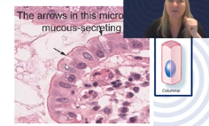 <p>Single layer, tall column shaped cells</p><p>Function: absorption and secretion, modified for certain function, cilia for movement, goblet cells for secretion, and microvilli for absorption</p><p>Often line hollow visceral structures like the GI tract, uterine tubes…</p>