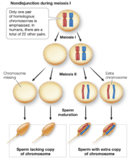 <p><strong><u>homologous pair</u></strong> fails to separate in Anaphase I —> results in 4 gametes with 2 missing chromosome (n-1) and two with extra copy (n+1)</p><ul><li><p>this can also occur in Anaphase II, with <strong><u>sister chromatids</u></strong> not separating </p></li></ul><p></p>