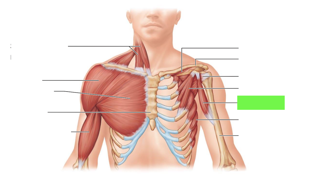 <ul><li><p>adduction of humerus</p></li><li><p>bring arm up and forward</p></li></ul><p></p>
