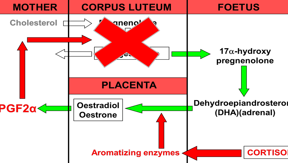 <ul><li><p>leads to an increase in aromatizing enzymes</p></li></ul><p></p>