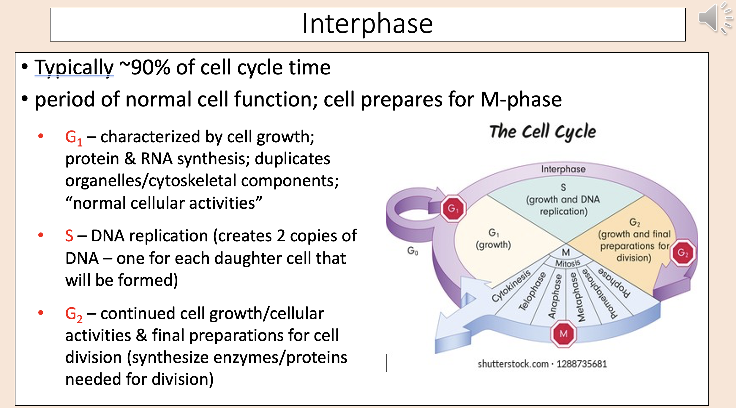 <p>interphase </p>