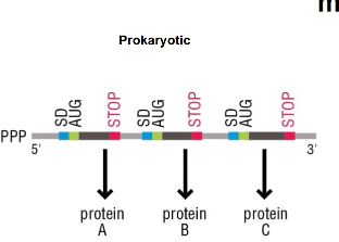 <p>Shine-Dalgarno sequence. This is exclusive to only prokaryotes, eukaryotes do not have this.</p>