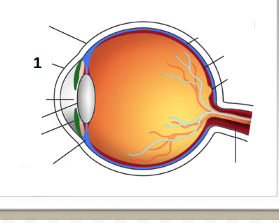 <p>cornea</p>