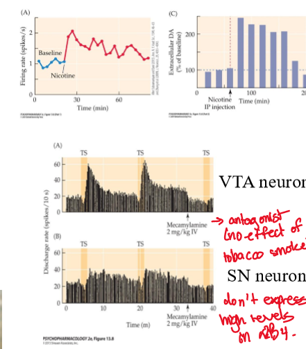 <p>DA neurons</p>