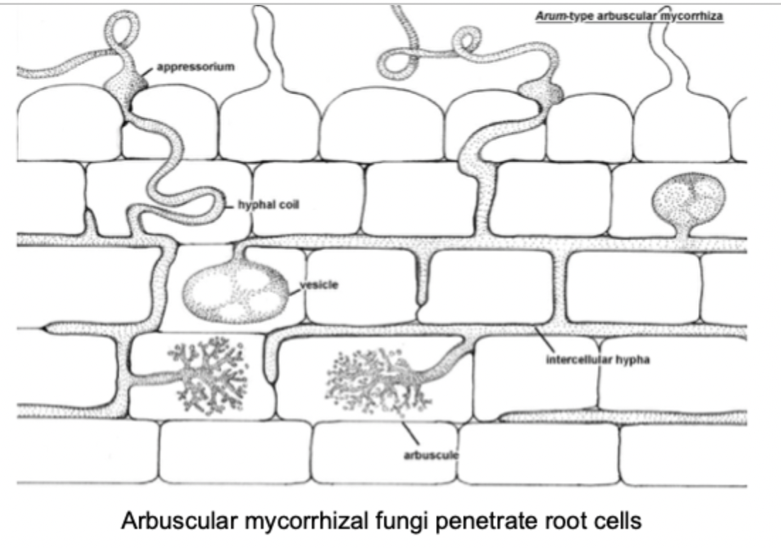 <ul><li><p>another term for <strong>arbuscular mycorrhizae</strong></p><ul><li><p>almost all grasses form this</p></li></ul></li><li><p>formed by <strong>Glomeromycota</strong> in association with a great diversity of green plants, predominantly herbaceous, or tropical woody plants</p><ul><li><p><strong>fungal hyphae</strong> penetrate cell walls but not the plasmalemma of root cortex</p></li><li><p>within root cells, form shrubby arbuscules for nutrient transfer or sometimes oily vesicles for storage/survival</p></li><li><p>form spores in soil or dead roots - no fruiting bodies</p></li><li><p>particularly important in delivery of phosphorus</p></li></ul></li></ul><p></p>