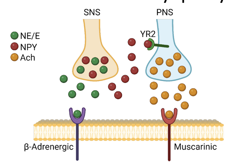 <p>because there is an additional pathway, </p><p>SNS terminals release NE</p><p>high stimulation also release NPY (neuropeptide - Y)</p><p>high circulating levels of NPY (adrenals)</p><p>NPY activates PNS terminals to release Ach</p><p>Ach depresses contraction (binds to muscarinic receptors)</p><p>YR2 expression in apex (apical inhibition)</p><p>adrenal glands are still stimulated hours later - still releasing NPY - suppress contractility through muscariniwhatc receptors</p>