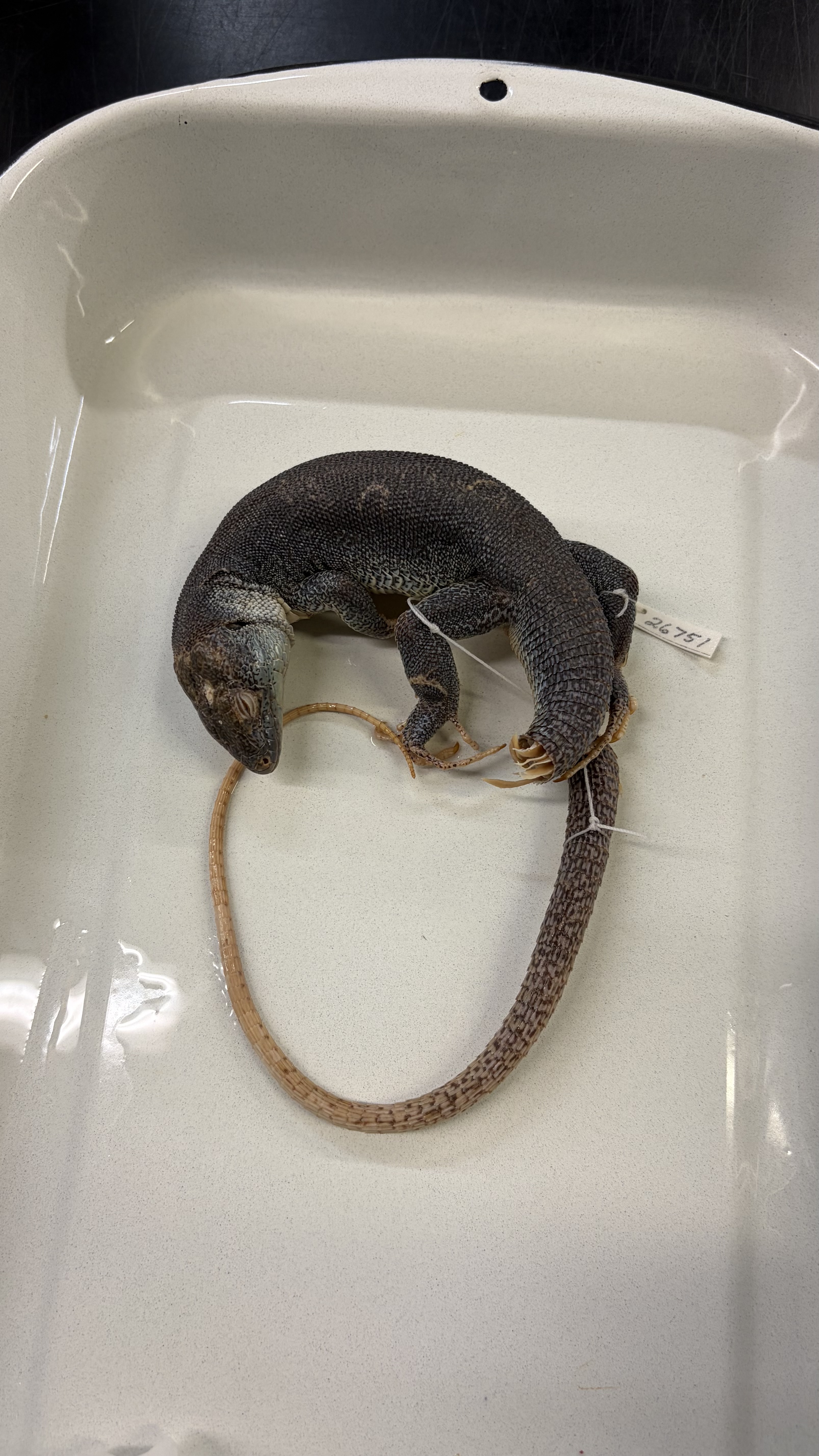 <ul><li><p>one enlarged pre-anal scale</p></li></ul><p></p>