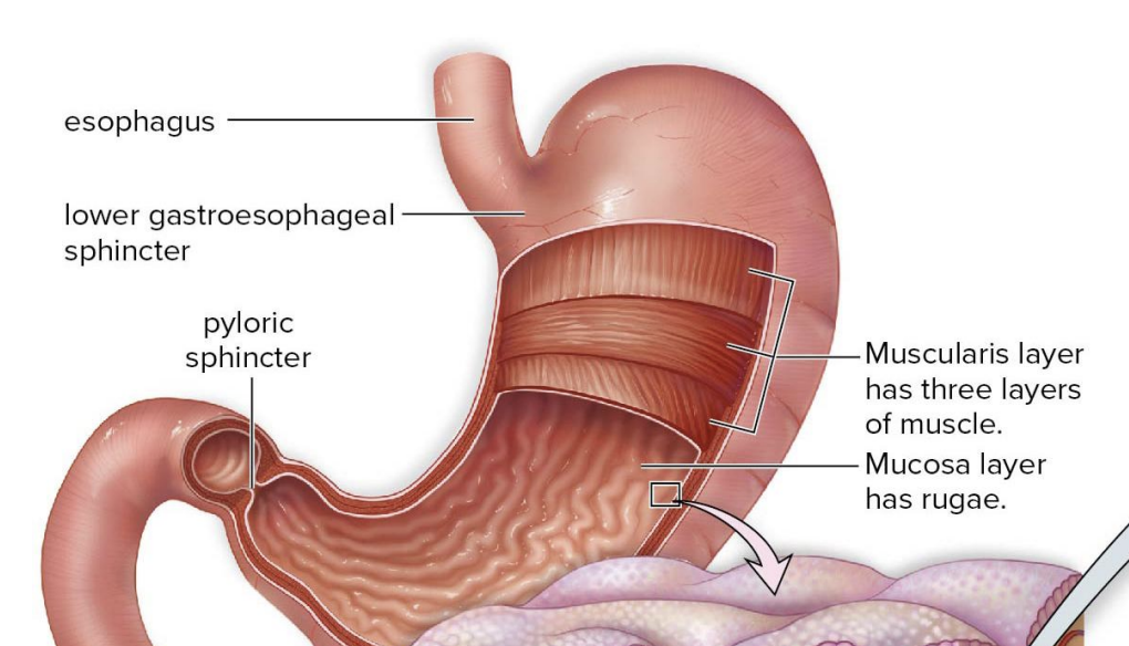 <p>3 layers - circular, longituidal, obique </p><p>why? </p><p>can mix more easily </p><p></p><p></p><p>mucosa layer has rugae</p>