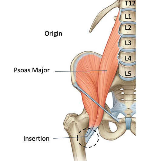 <p>O: transverse process, vertebral bodies, discs of T12 - L5</p><p>I: lesser trochanter </p><p>Nerve supply: Lumbar plexus</p><p>Nerve roots: anterior rami of L1, L2, L3</p>