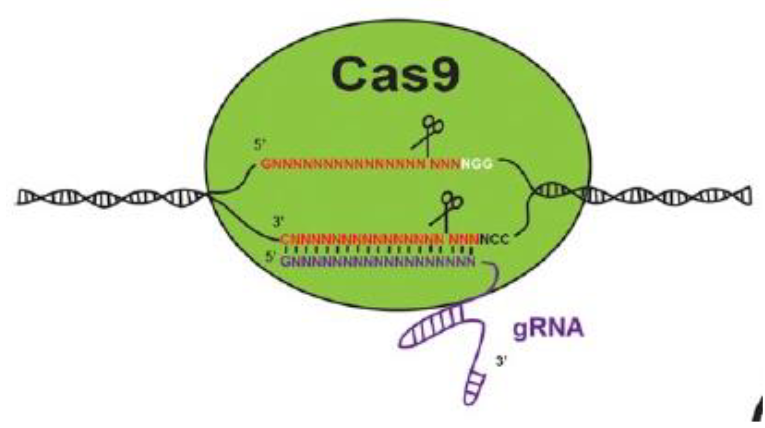 <p><span>Homologous Recombination to replace areas of the genome with new DNA</span></p>