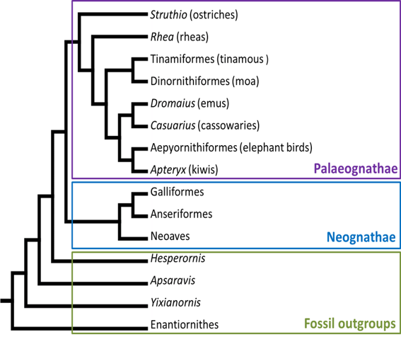 <p><span>Superorder Neognathae (</span>of subclass Neornithes)</p>