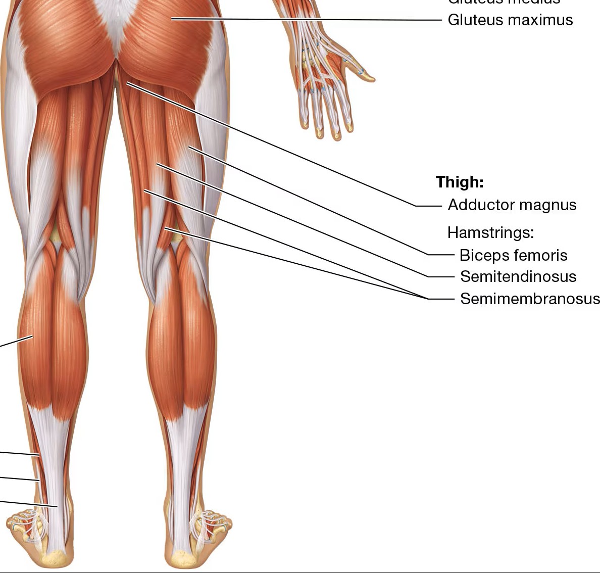 <ul><li><p>most lateral hamstring muscle</p></li></ul><p></p>