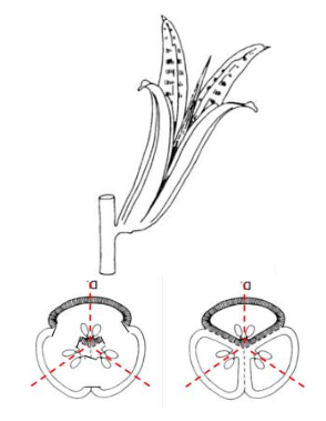 <p>splits in the middle of the locule, or cavity</p>