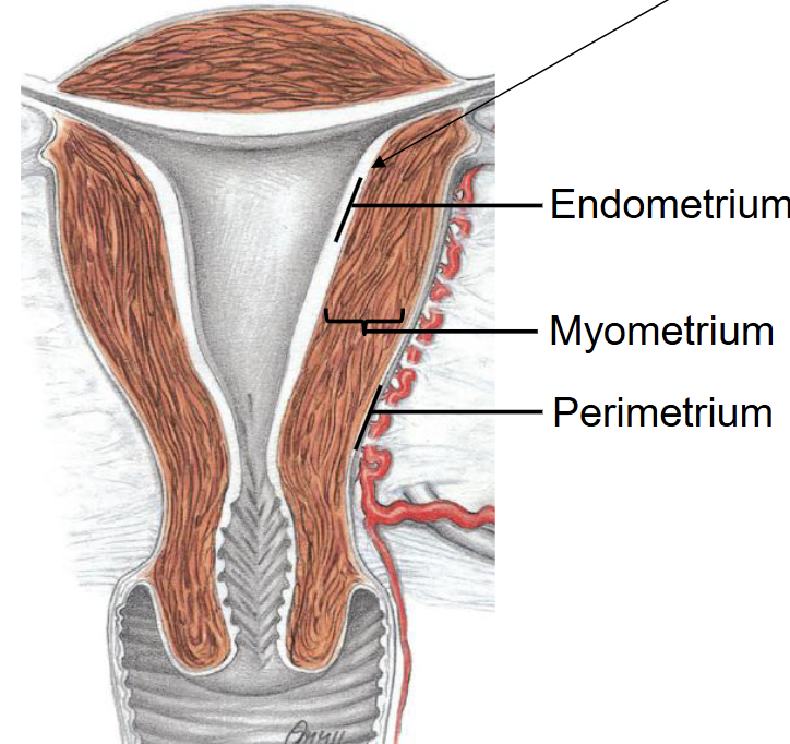 <ul><li><p><strong>Endometrium</strong> – inner layer; shed during menstruation.</p></li><li><p><strong>Myometrium</strong> – thick smooth muscle layer.</p></li><li><p><strong>Perimetrium</strong> – outer thin layer.</p></li></ul><p></p>