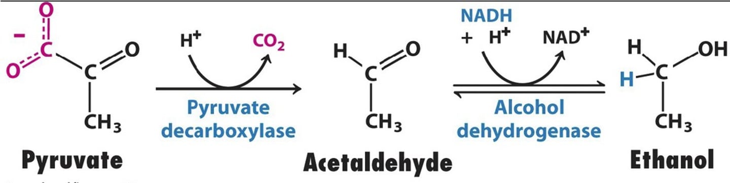 <p>Input: Mg2+, TPP</p><p>Output: Co2</p>
