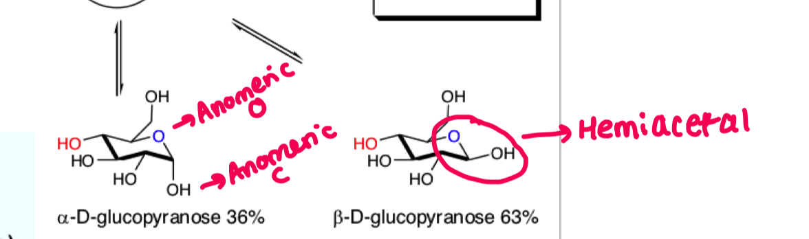 <ul><li><p>6 membered ring pyranose</p></li></ul><p></p>