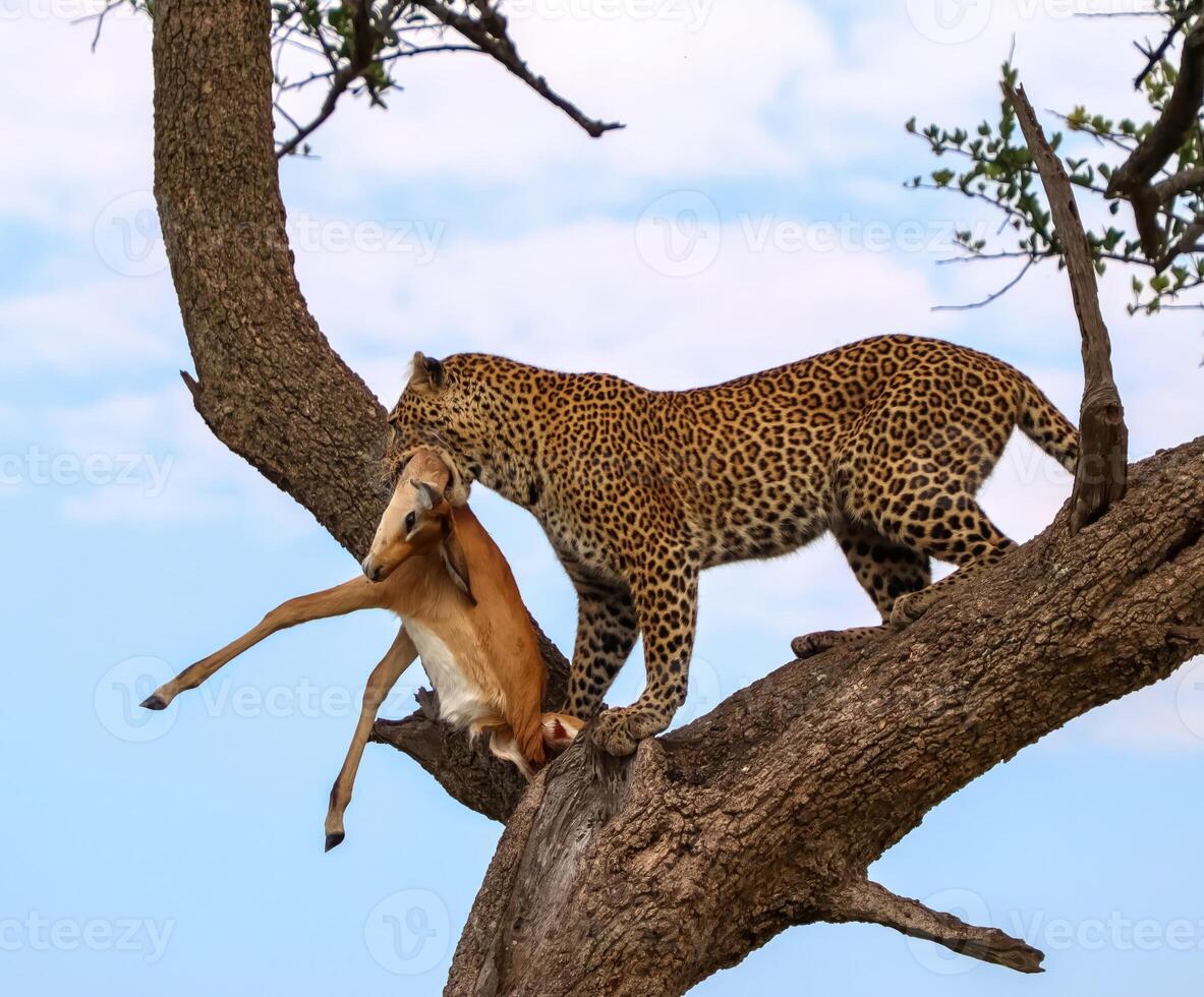 <p>prey on</p>