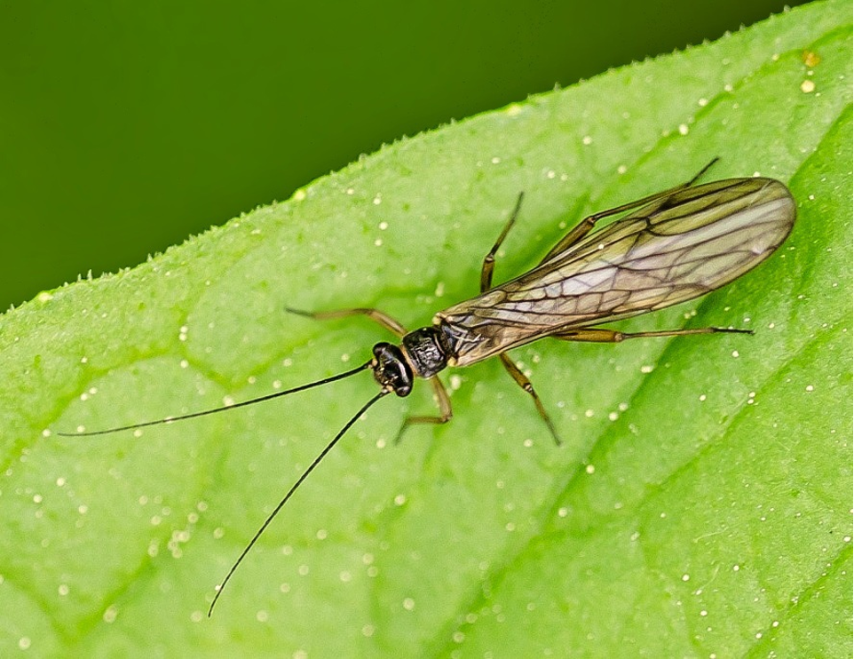 <p>Latin, védett?</p>